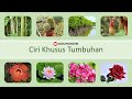 Plant Adaptations and Pollination Strategies