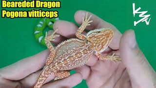 New Animals from @CalZOO #K3Reptiles