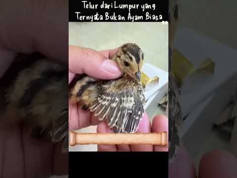 Telur dari Lumpur yang Ternyata Bukan Ayam Biasa