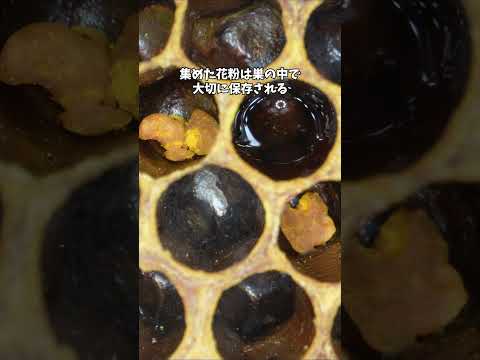仕事帰りに引っ越しに飛び入り参加したミツバチがいました。 #ニホンミツバチ #分蜂