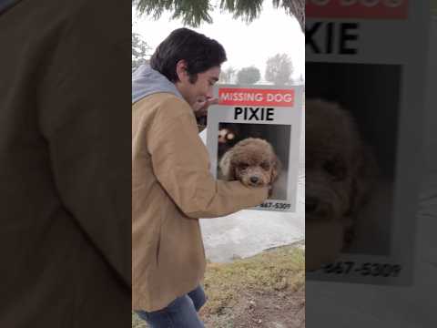 Using MAGIC to find LOST DOG 🐶