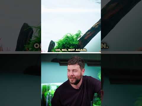 We get it, James, these namings get confusing some #greenaqua #aquascaping #aquascape #plantedtank #amazingnature #shortsvideo #fish #shortvideo #plant
