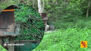 Pest Control with Air Rifles - Squirrel Shooting - Discovery Scope Testing