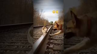 Dog Risk his life to  protects cat 🥶 #poorcat #bravedog #rescuestory #shorts
