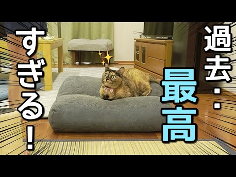 【待望】喧嘩する猫たちに新しいキャットタワーを購入したら