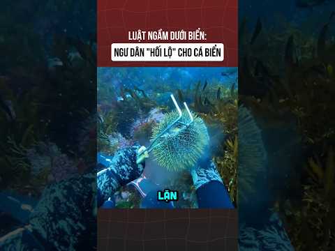 Luật ngầm dưới đấy biển: câu chuyện ngư dân hối lộ cá biển. #kienthucthuvi #datbiettuot