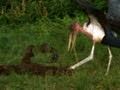 Mongooses and Marabou Storks Survival
