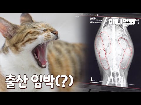 아니;; 애기가 애기를 낳네요. 미용실 고양이  애기의 사연은? ㅣBaby Is Giving Birth To Babies?! Hair Salon Cat’s Story