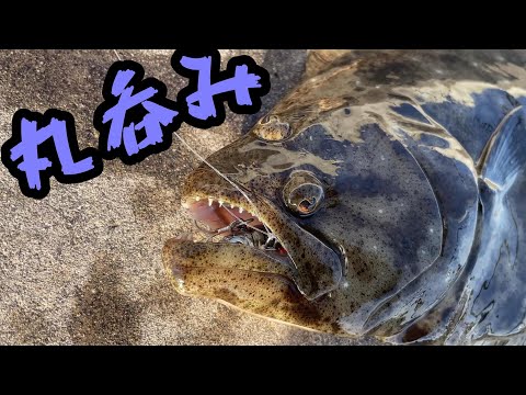 平べったいあんな魚やこんな魚も釣れた！＠釣りに行こうか