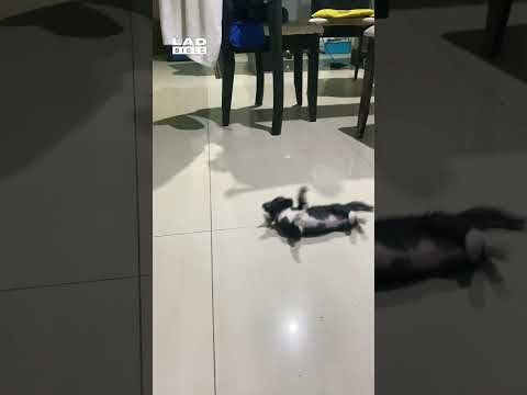 Dad with the pet he didn't want 😅 (🎥: CONTENTbible)
