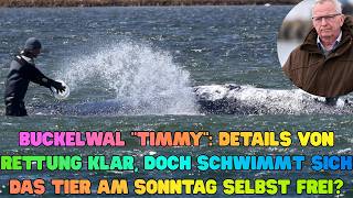 Buckelwal Timmy Details von Rettung klar, doch schwimmt sich das Tier am Sonntag selbst frei
