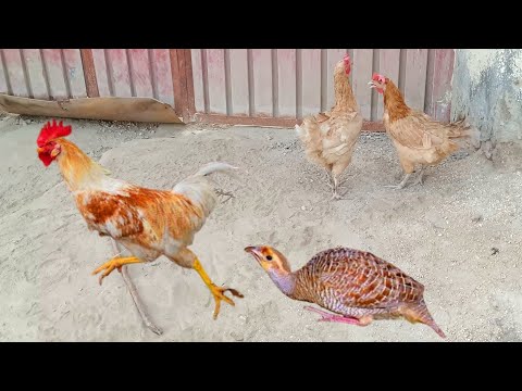 This Rooster Can't Shake This Playful Francolin