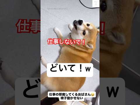 仕事の邪魔をする柴犬が面白い😂　#柴犬　#犬　#かわいい犬 #かわいい #おもしろ #犬のいる暮らし サムネイル