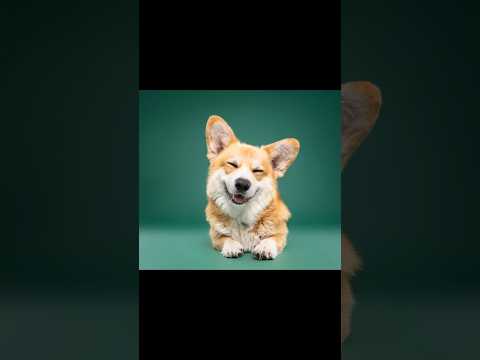 Smile 😍🐶 part 5