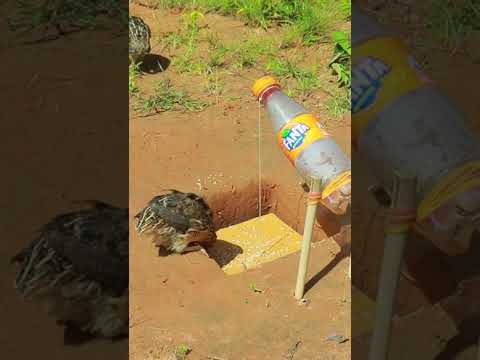 creative underground Quail trap using cardboard & plastic bottle #shorts