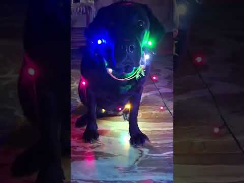 #DogLovers #CuteDog #FunnyDogs #DogViral #DogVideo #PuppyLove #PetViral #DogLife #InstaDog #DogTok