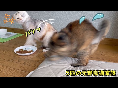 不機嫌度MAXの姉猫と上手く交わす妹猫の様子がこちらです
