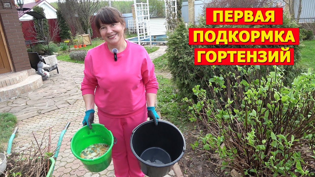 Первая простая домашняя подкормка гортензий! И поздняя майская обрезка.