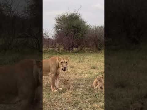 Numentive aepuc meriol goalmegic poos in vectsin in sow