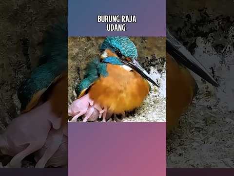 Burung raja udang 🐦 🍤 #informatif #faktaunik