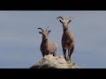 Desert Bighorn Sheep in Nevada
