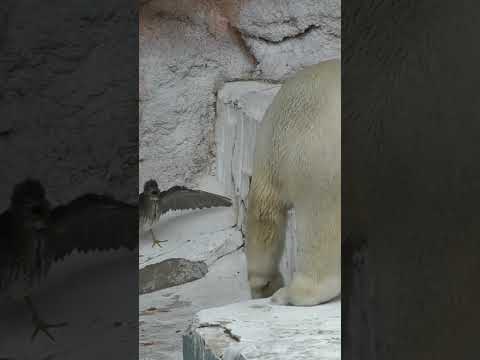 【緊急事態発生】ゴイサギの子が危機一髪～ホウちゃんに・・・#ホウちゃん#シロクマ#polarbear#ゴイサギ#天王寺動物園