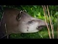 Tapir Conservation and Ecology