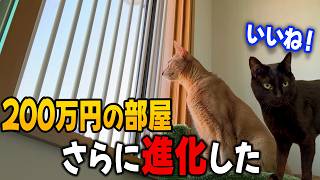 愛猫のために作った【200万円の部屋】をさらに進化させました！