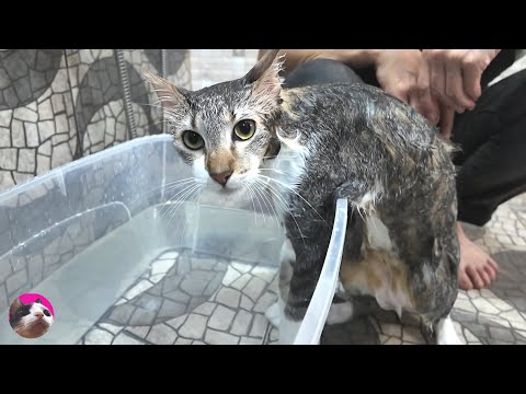 I bathed the cat who hates showers and then he gets back in the tub many times because...