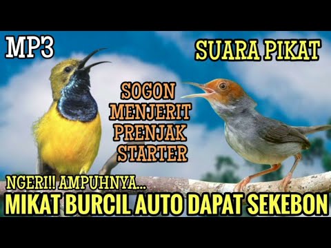 Suara pikat Prenjak starter kombinasi Sogon menjerit Auto dapat sekebon