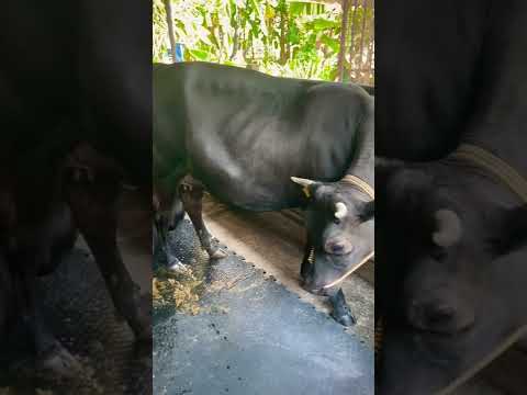 💕/ FETAL MOVEMENT/9 MONTH PREGNANT COW / 😍
