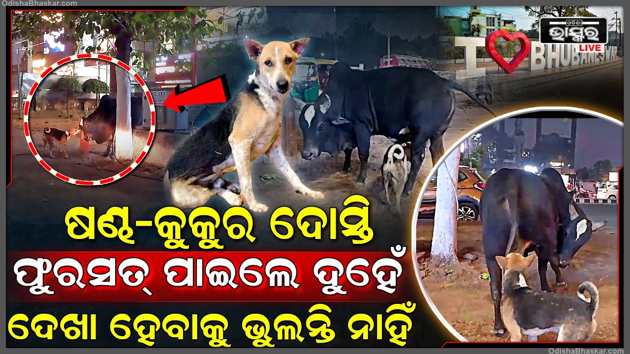 ଷଣ୍ଢ-କୁକୁର ଦୋସ୍ତି, ଫୁରସତ୍ ପାଇଲେ ଦୁହେଁ ଦେଖା ହେବାକୁ ଭୁଲନ୍ତି ନାହିଁ, ଏହା ପ୍ରମାଣିତ କରୁଛନ୍ତି ଏହି ଦୁଇ ବନ୍ଧୁ