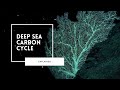 Marine Carbon Cycle Concepts