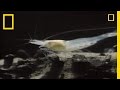 Blind Shrimp and Their Unique Habitat
