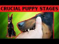 Dog Development and Training Stages