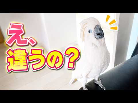 ママが早く帰宅したらブレーキ音になるゆきまる氏