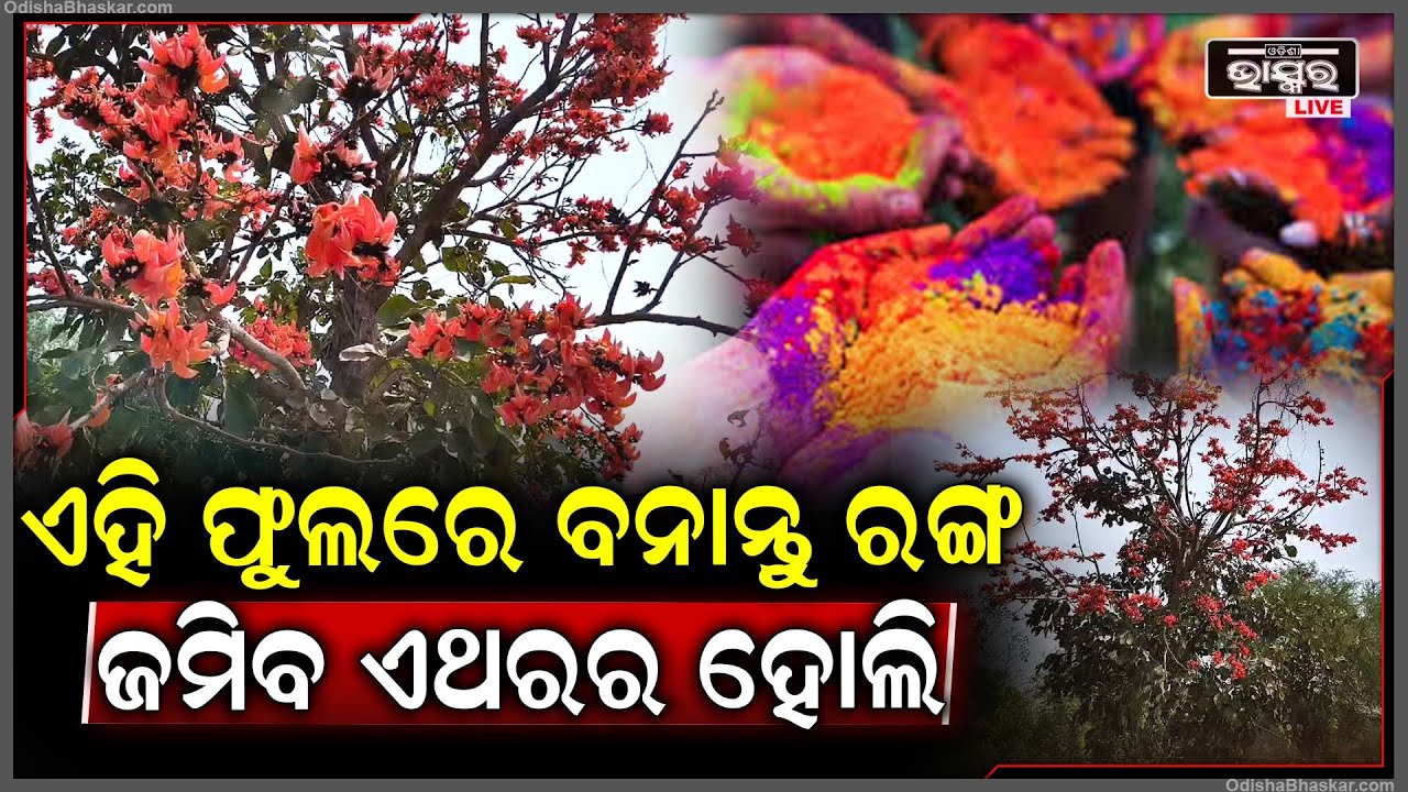 ବଜାରରୁ ନ କିଣି ଏହି ଫୁଲରେ ବନାନ୍ତୁ ରଙ୍ଗ, ଜମିଯିବ ଏଥରର ହୋଲି..ଜାଣନ୍ତୁ କେମିିତି କରିବେ ପ୍ରସ୍ତୁତ Palasa Flower