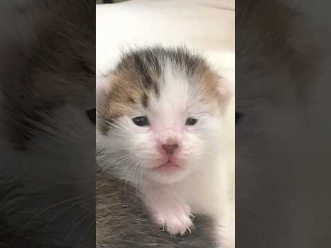 生後1週間の子猫の4ヶ月間をまとめました!#猫 #cat #子猫 #猫のいる暮らし #まつたけ日和 #kitten
