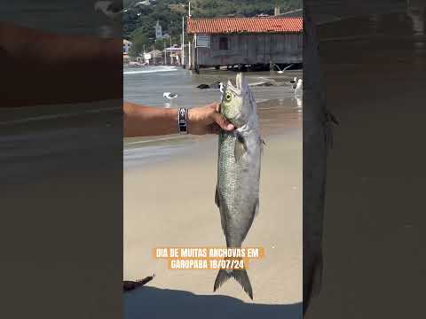 DIA DE MUITAS ANCHOVAS EM GAROPABA 18/07/24