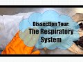 Feline Respiratory System Concepts