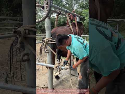 Safe Horse Shoeing : Using a Restraint System