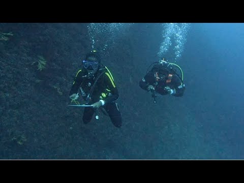 YouTube video thumbnail: Cameroonian Marine Conservationists Trained as Scientific Divers