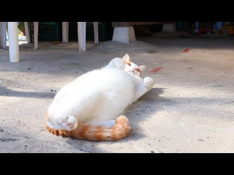 猫の動画サムネイル - ころころちろちょび　250509
