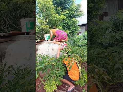 แมวทางได่น้อนิ #คลายเครียด #comedy #funny