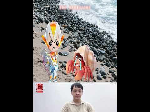 Cua ẩn mình lớn lên và cần thay vỏ #kynangsong #bàihọccuộcsống #funny