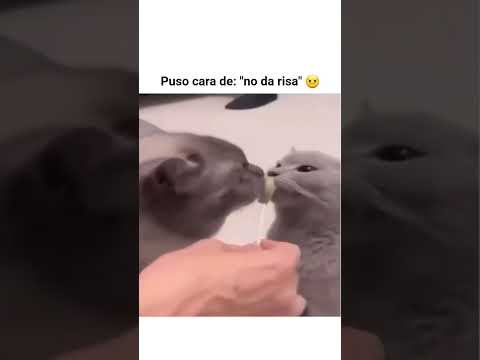 No da risa 😠 #shorts #cat