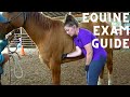 Equine Physical Exam Techniques for Veterinary Technicians