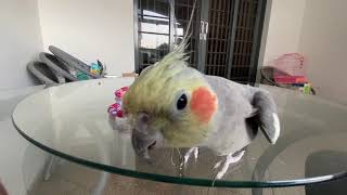 Calopsita Macho Cantando