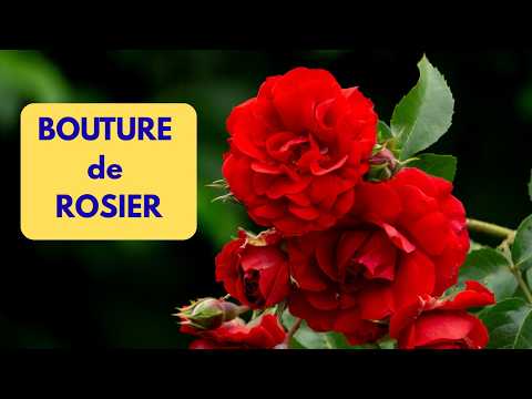 Bouture de ROSIER très FACILE