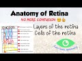 Retinal Anatomy and Function Concepts